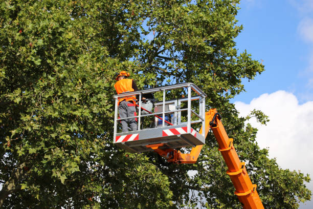 Best Fruit Tree Pruning  in Sequim, WA