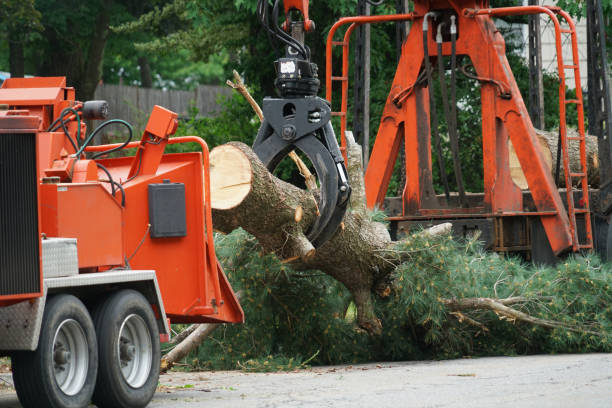 Best Tree Preservation Services  in Sequim, WA